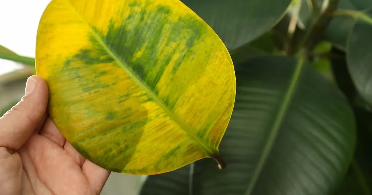 Appi, kummipuul kukuvad lehed maha! Kas see on normaalne või märk hooldusveast?