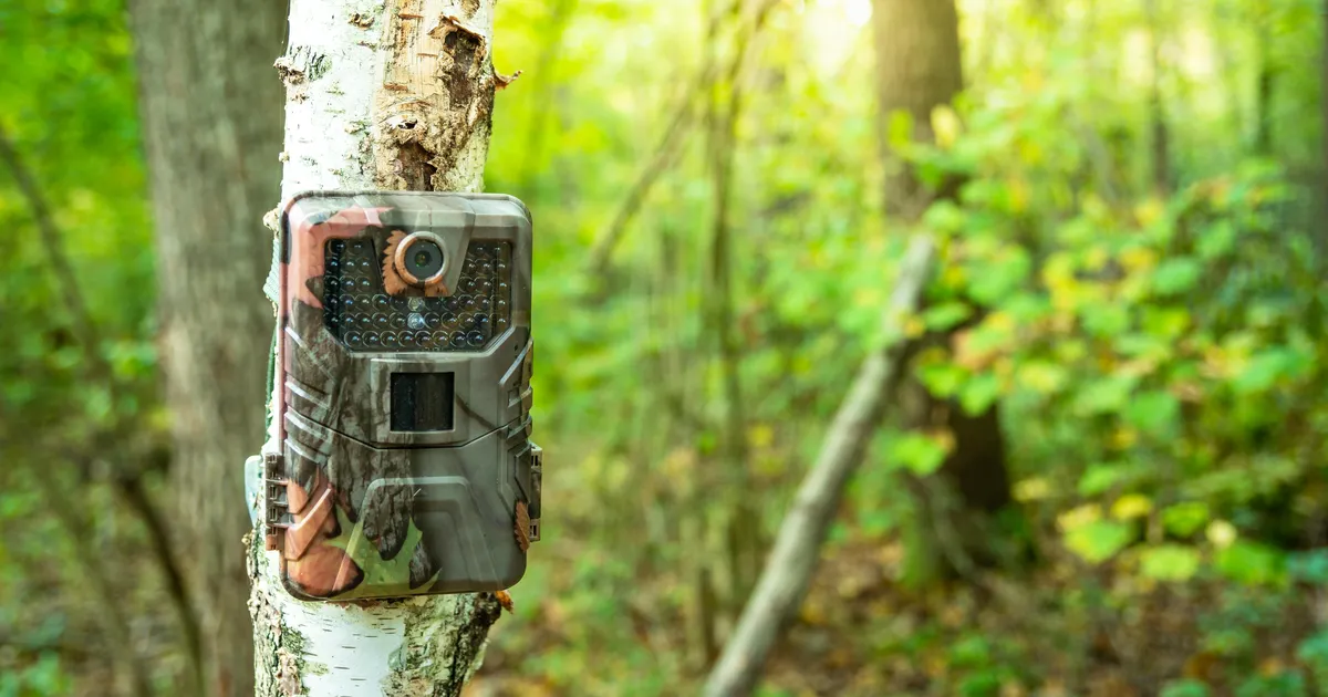 VIDEO ⟩ Tais jäid rajakaamera ette üliharuldased väljasuremisohus loomad