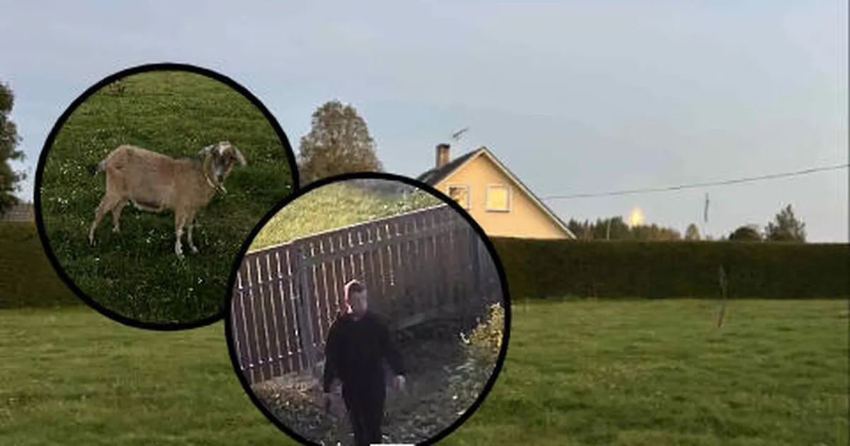 Madise hobitalu hoovis ringi luusinud mees leidis tee ka naabrite juurde: sealt tahtis kitsepiima ja mune osta