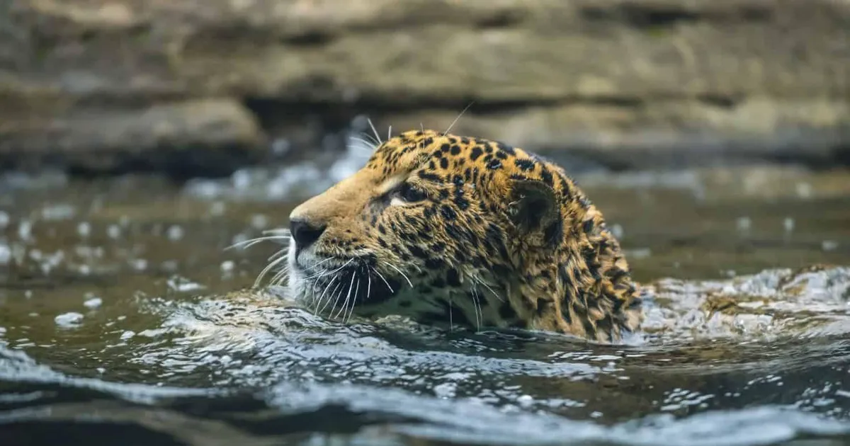 Brasiilias jäädvustati erakordne loodushetk: jaaguar ujus 2,3 km