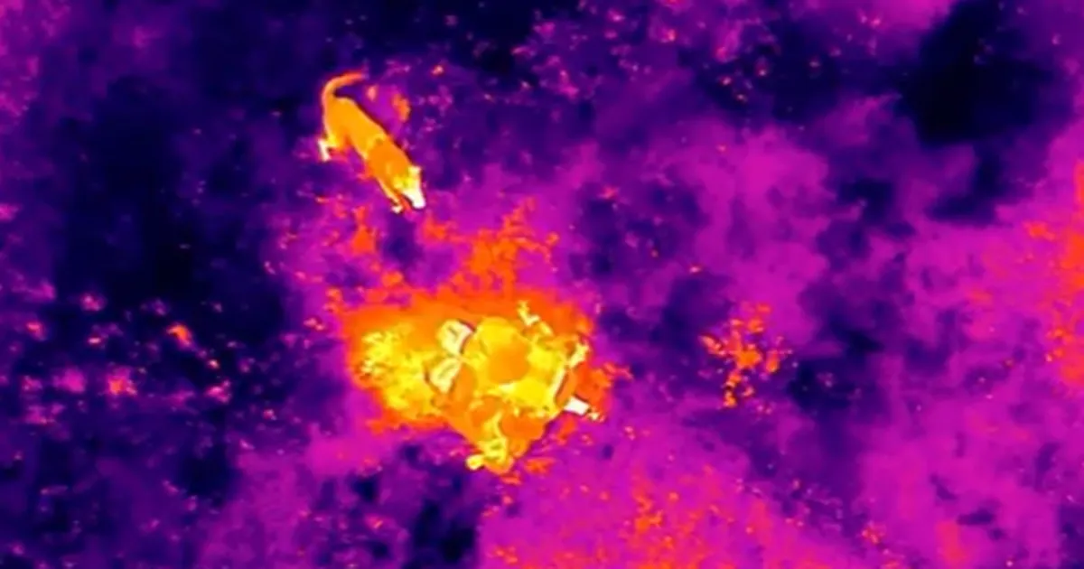 VIDEO ⟩ Tartumaal kaduma läinud abitus seisus naine leiti drooni termokaamera ja teenistuskoera abil
