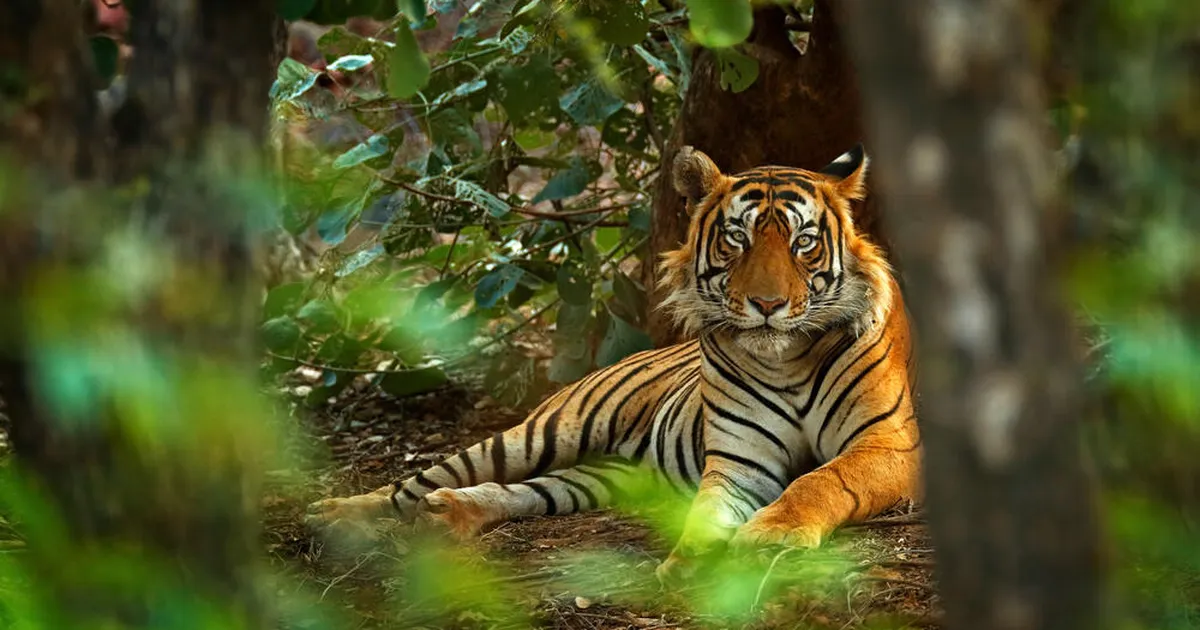 KÕHE VIDEO ⟩ Mees põgenes tiigri eest neljaks tunniks puu otsa