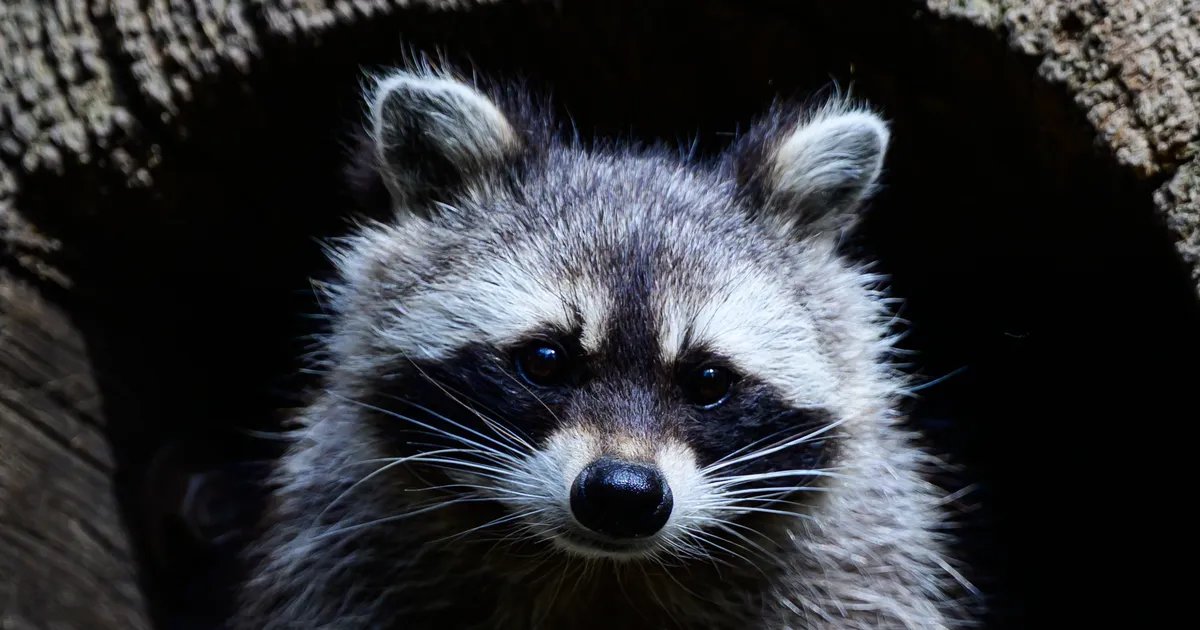 Saksa jahimehed keelasid natside vabastatud pesukarude steriliseerimise