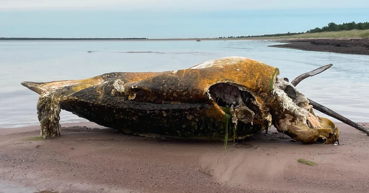 Nahkkilpkonn, eksootiline tulnukas Saaremaa rannas