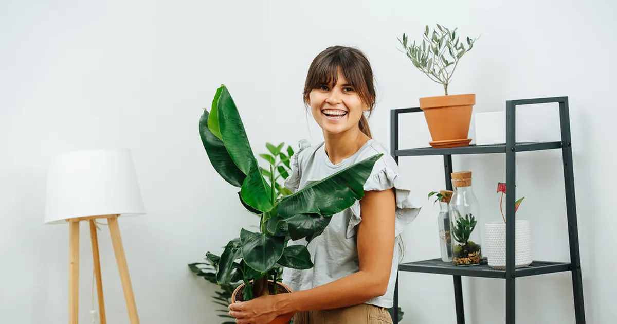 MUREVABA ELU ⟩ 5 eriliselt visa hingega toataime, mis ei vaja palju kastmist