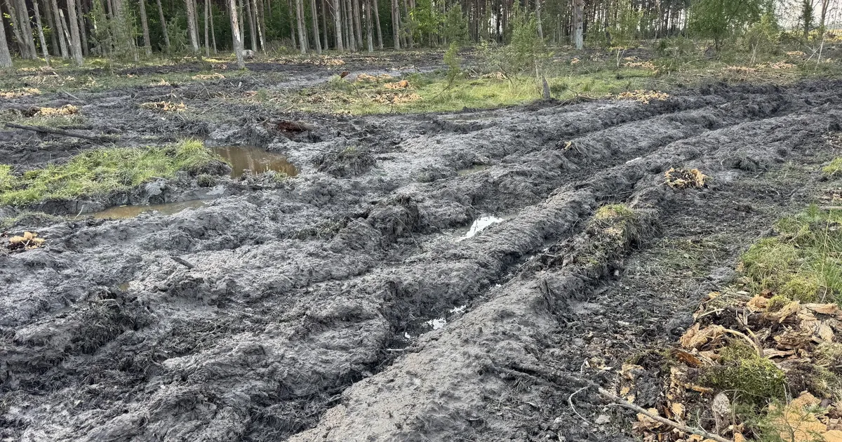 Maastikukaitseala näiline hävitamine ajas inimesed närvi: selline sigadus on korda saadetud