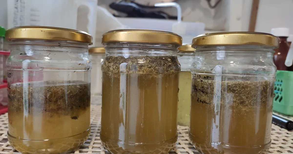 ŠOKEERIV AVASTUS ⟩ Euroopa rannikuvetes vohab mikroplast