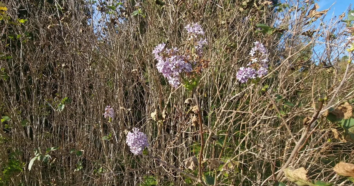 Mis see siis olgu? Oktoobri alguses puhkesid õide sirelid