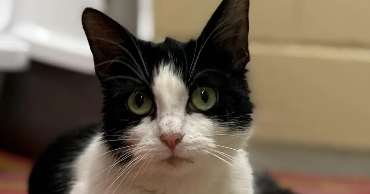 KODUOTSIJA ⟩ Paimaias Sofia loodab leida enda inimesed