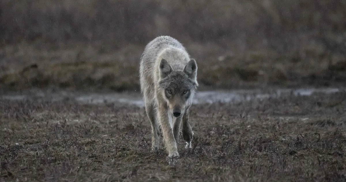 Vene jahimeeste sõtta saatmine on jätnud Soome saamide põhjapõdrad sute hambusse