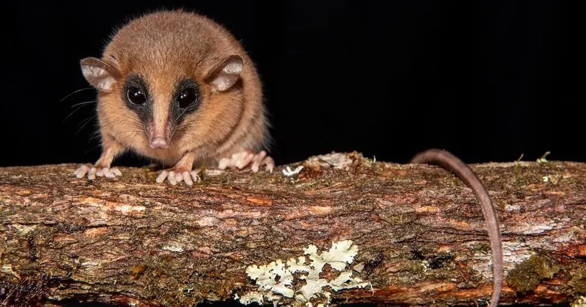 Peruust leiti müstiline olend, kes osutus uueks loomaliigiks