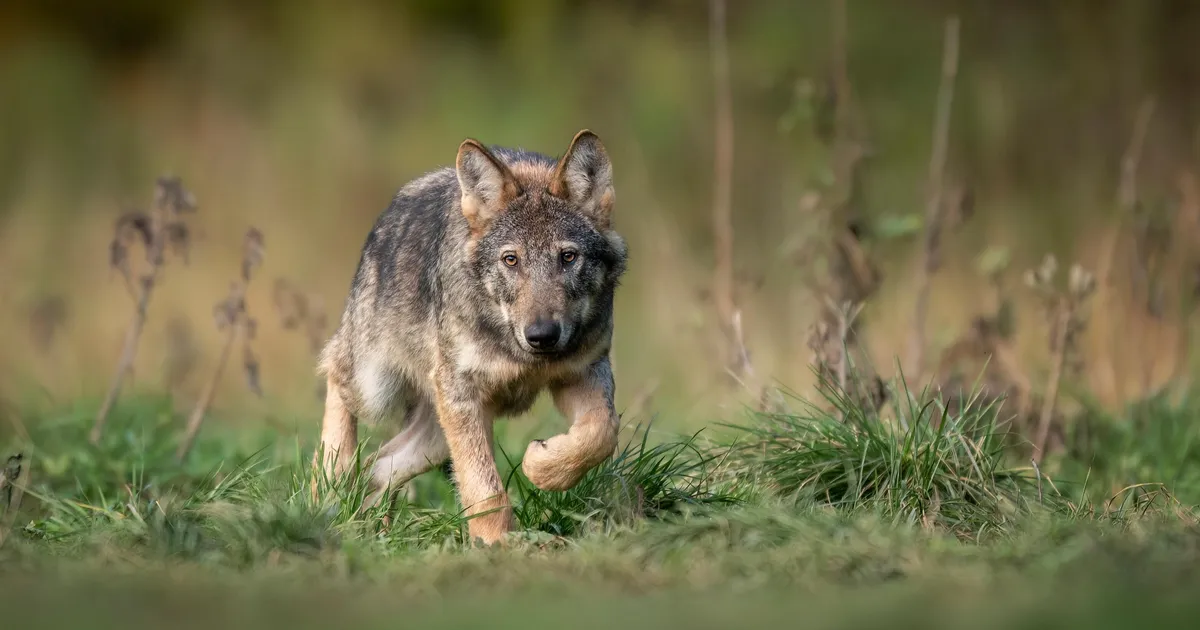 Keila külje all murdis hunt koera