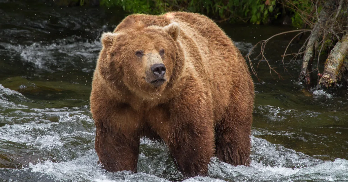 TÕELINE HIIGLANE ⟩ Vigastusest taastuv mesikäpp noppis paksude karude võistlusel karika
