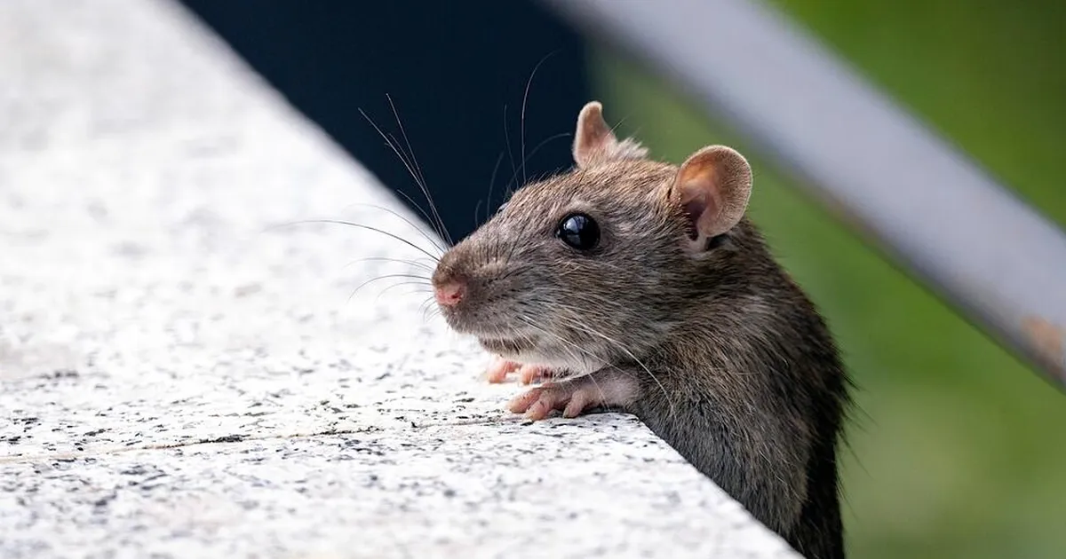 Üks asi, mida rotid ja hiired tõeliselt kardavad – sul võib see kodus juba olemas olla