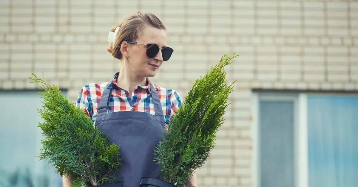 PÄÄSTERÕNGAS ⟩ Mida teha, kui elupuu näitab esimesi kolletumise märke?