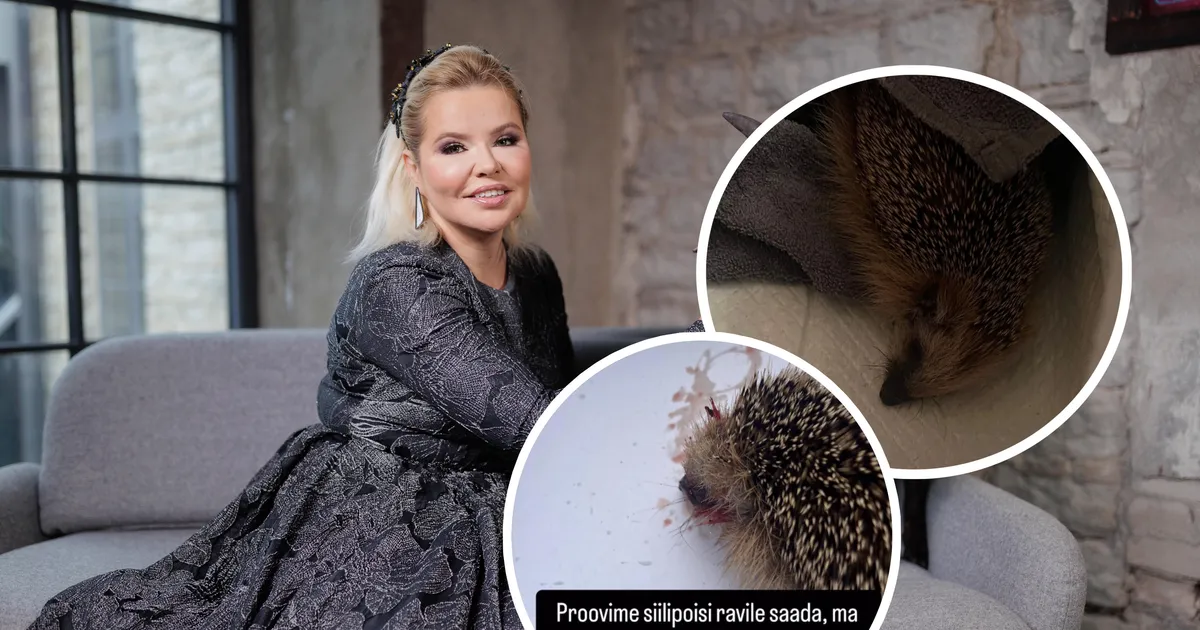 «Siil ei ole süüdi, et sa k****i bemmi ostid!» Marju Karin võttis auto alla jäänud loomakese enda hoole alla