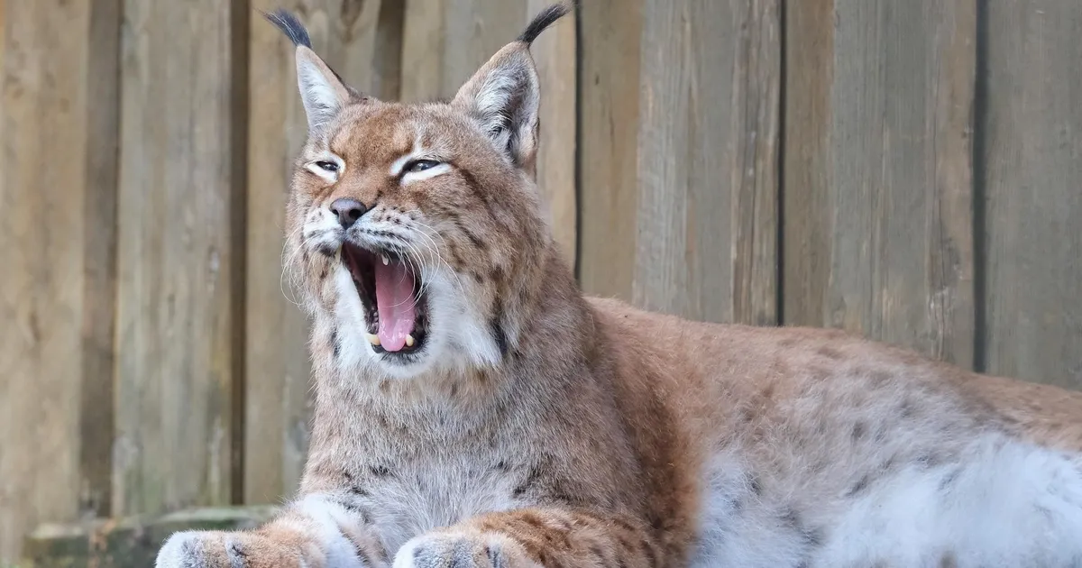 VIDEO ⟩ Väärikas kiskja poseeris linna taustal
