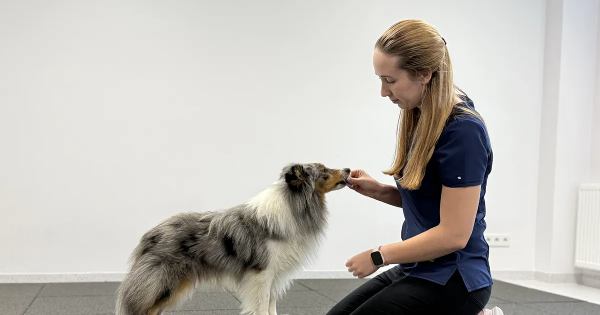 Koerte taastusravi spetsialist: neid sagedasi vigastusi aitab ennetada üks lihtne nipp