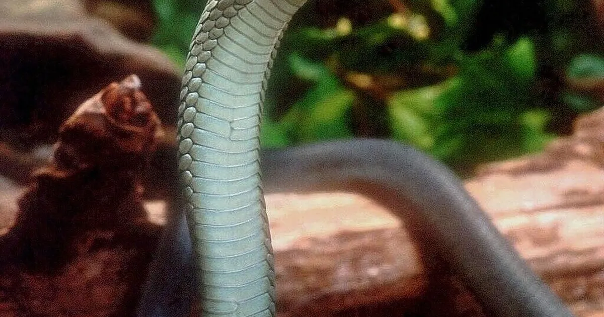 SALAKAVAL MAOMÜRK ⟩ Teadlased avastasid, miks musta mamba mürk on salakaval ja ründab koguni kaks korda