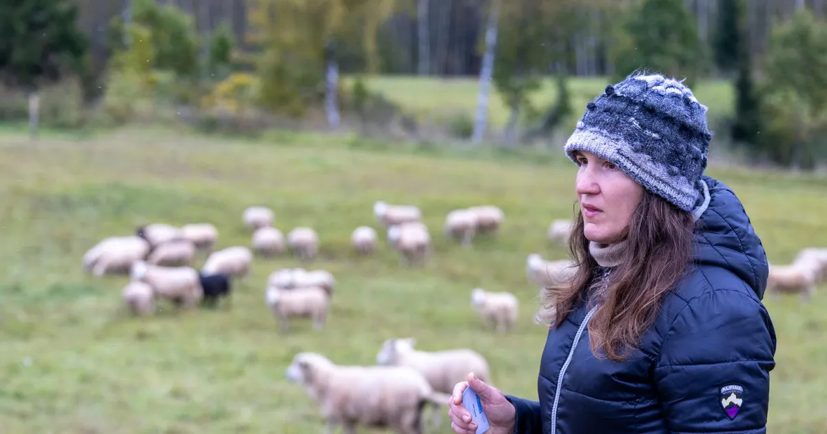 ​Pangodis murdsid hundid Eesti parimal tõuaretajal ööga maha paarkümmend lammast