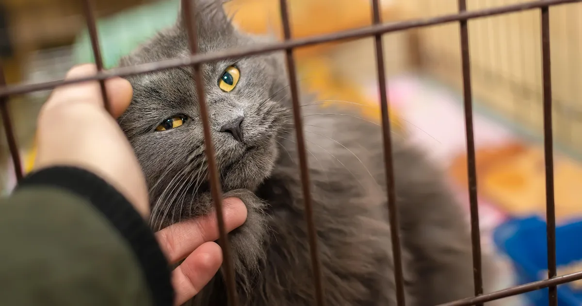 Plaanitavaid seadusemuudatusi pooldavad loomakaitsjad esitasid oma seisukoha