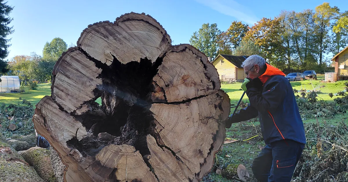 Teadlased selgitasid välja sae alla läinud suure saarepuu vanuse