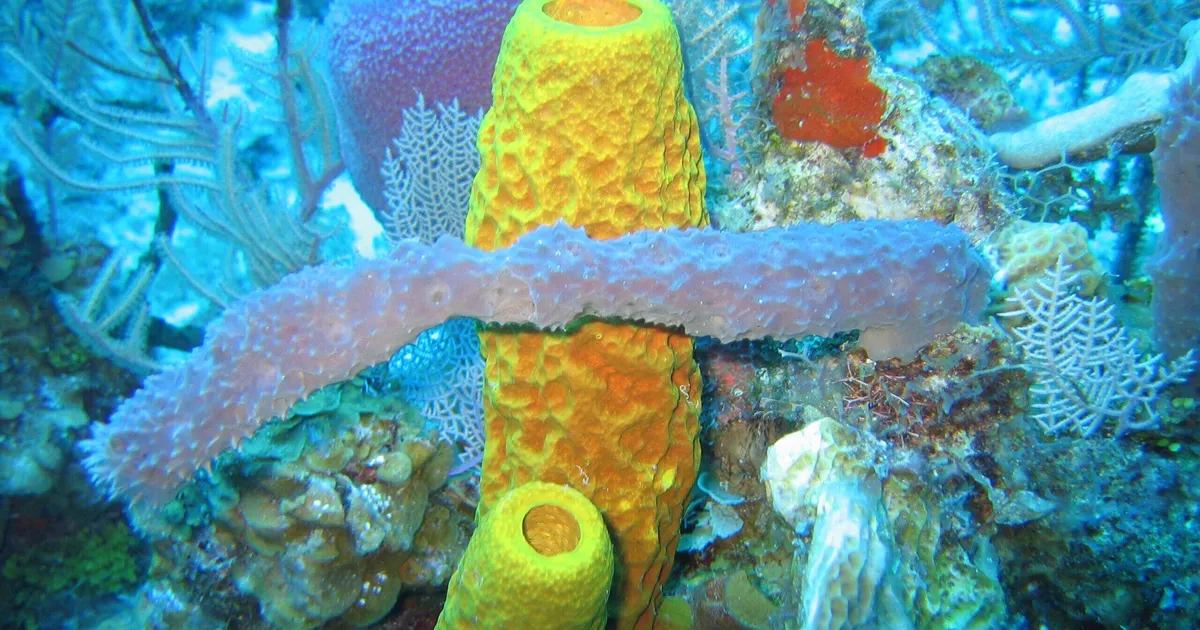 Teadlased nuputasid välja, milline nägi välja esimene loom Maal