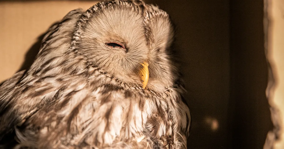 Päästjad kutsuti viga saanud kakule appi