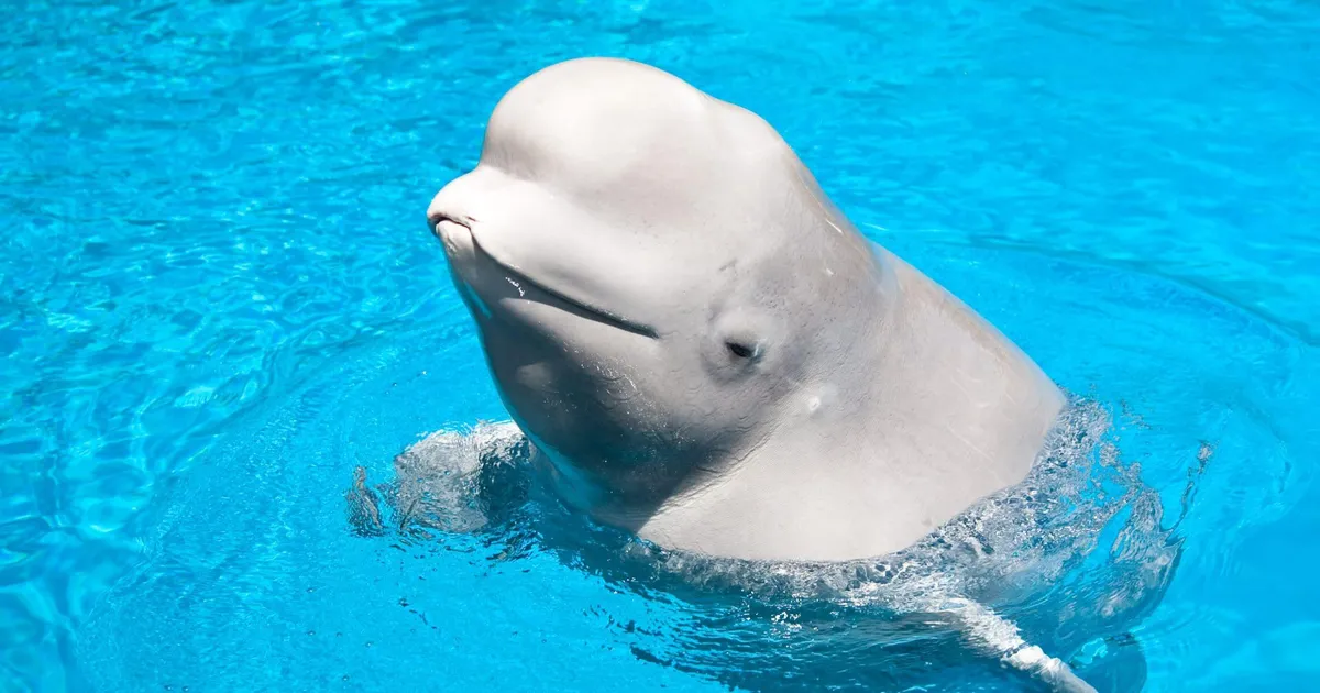 Kanada vastuoluline merepark ähvardab 30 valgevaala magama panna