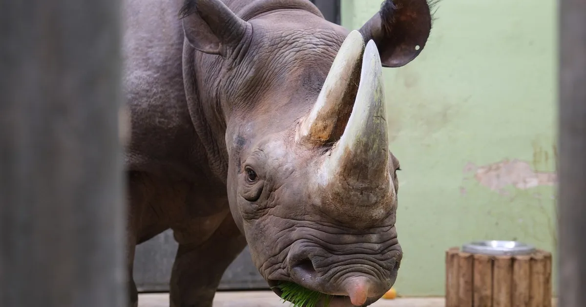Tallinna loomaaias suri terviseprobleemidega võidelnud ninasarvik Elba