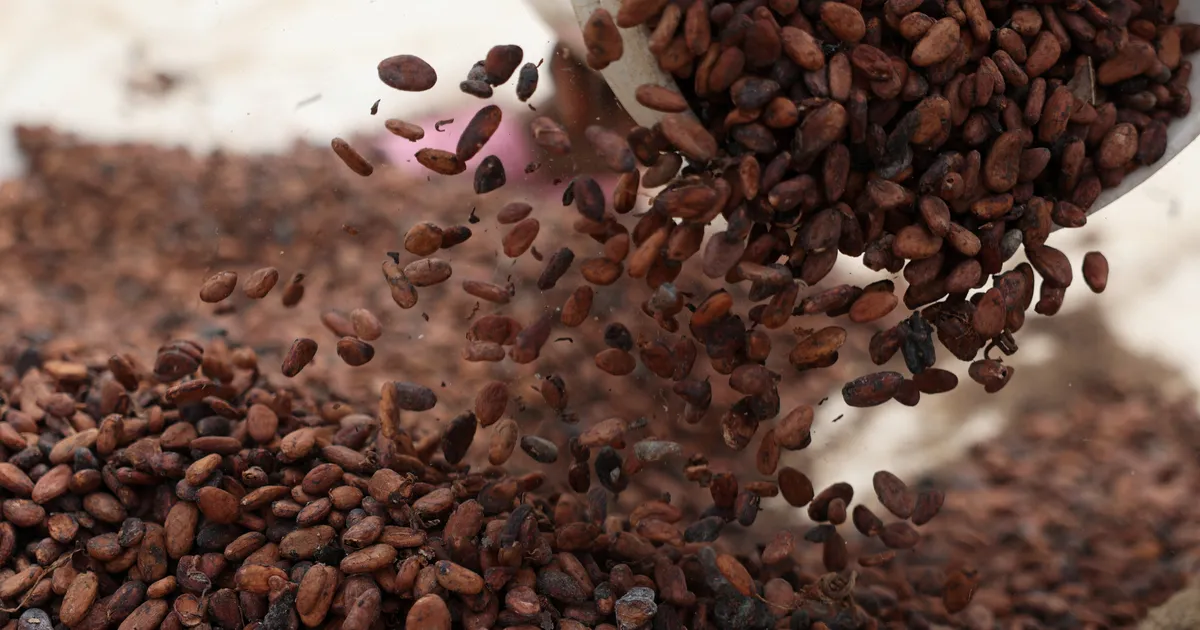 Šoksifännid, rõõmustage? Kakao hind kukkus pooleteise aasta madalaimale tasemele