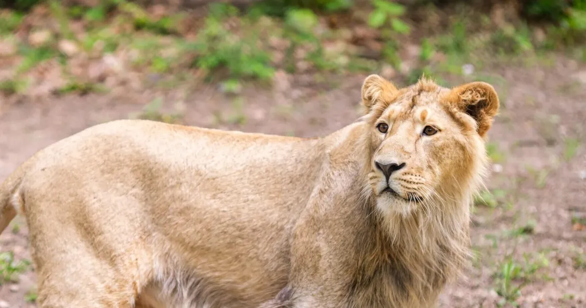 KUNINGLIK KÜLALINE ⟩ Haruldane loom kolis Helsingi loomaaeda