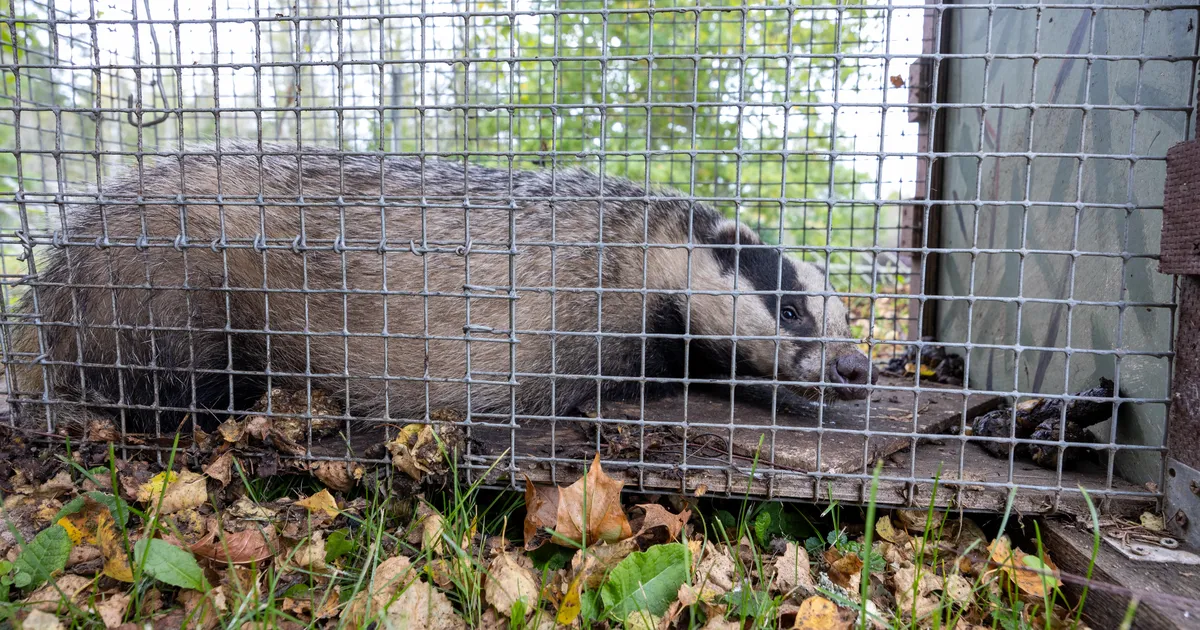 Päästjad vabastasid auku kukkunud mägra ja kähriku