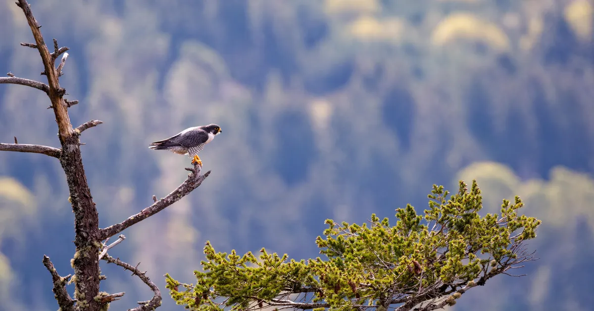 Eesti keeles ilmus J.A. Bakeri kultusraamat «Rabapistrik»