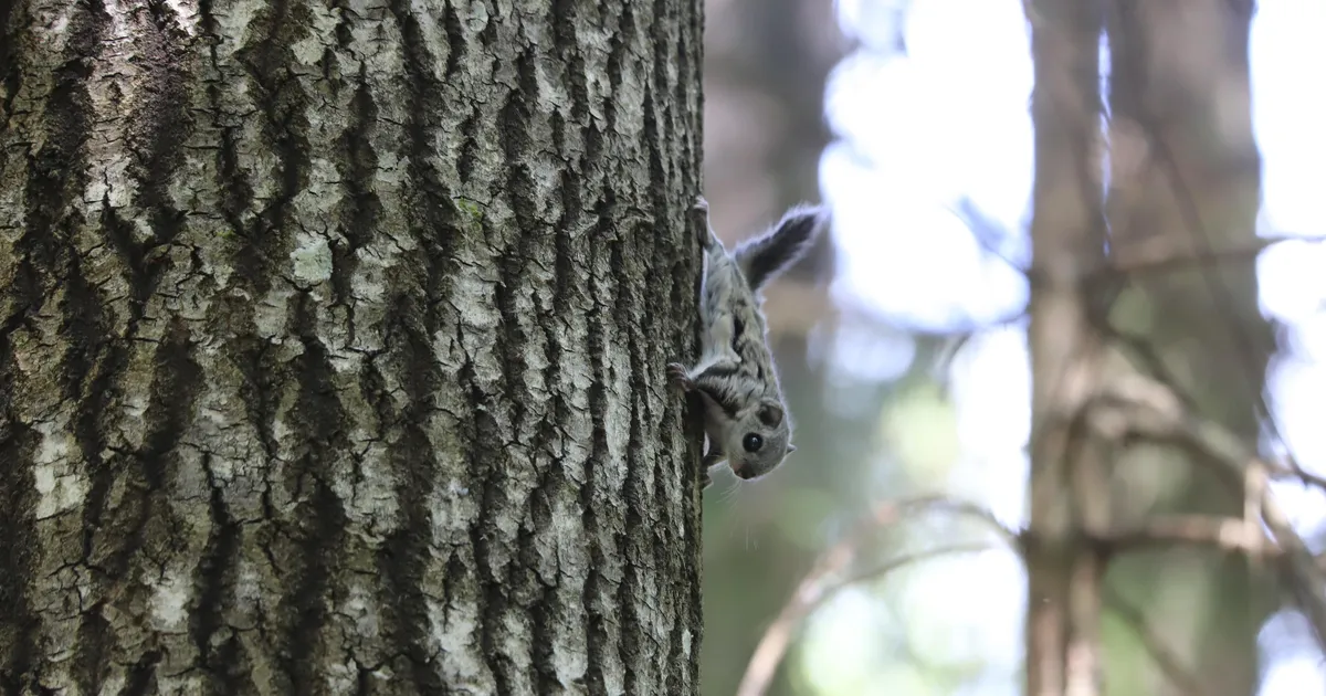 Lendorava-uuringud Eestis: minevik ja tänapäev