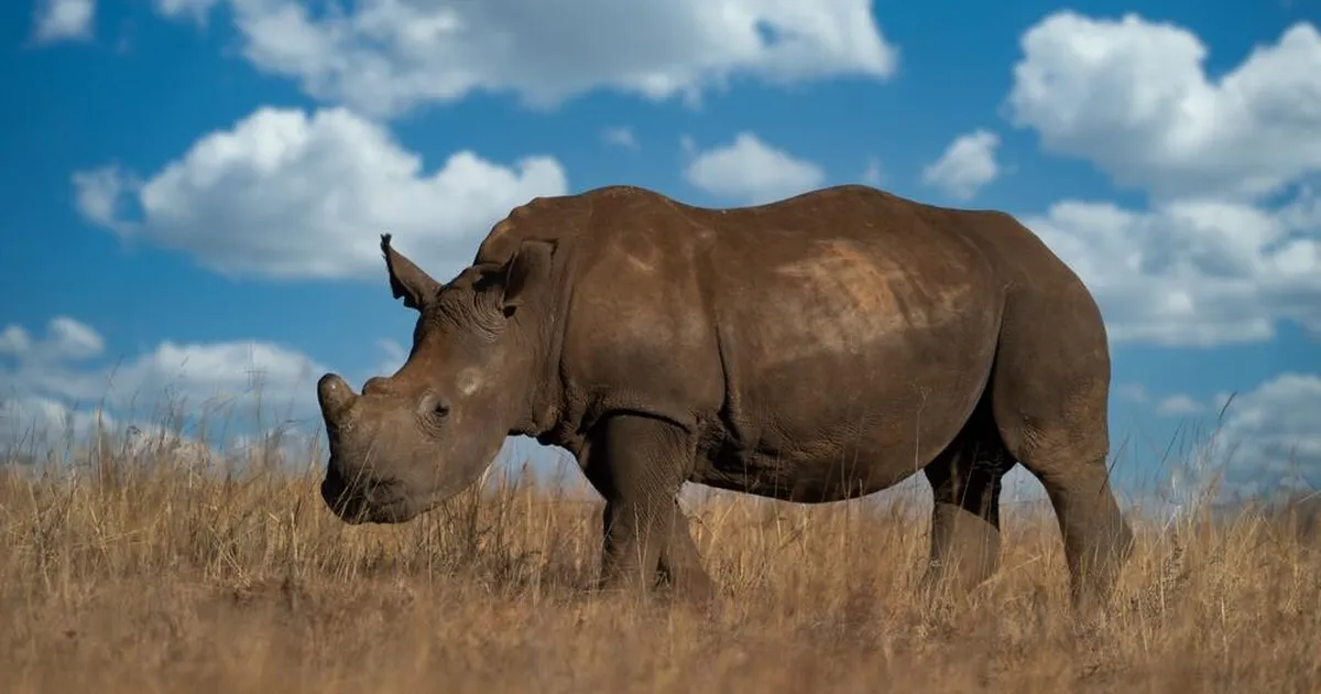 Salakaubanduse uus nägu: ninasarvikute kõrval jahitakse nüüd ka konni ja kasse