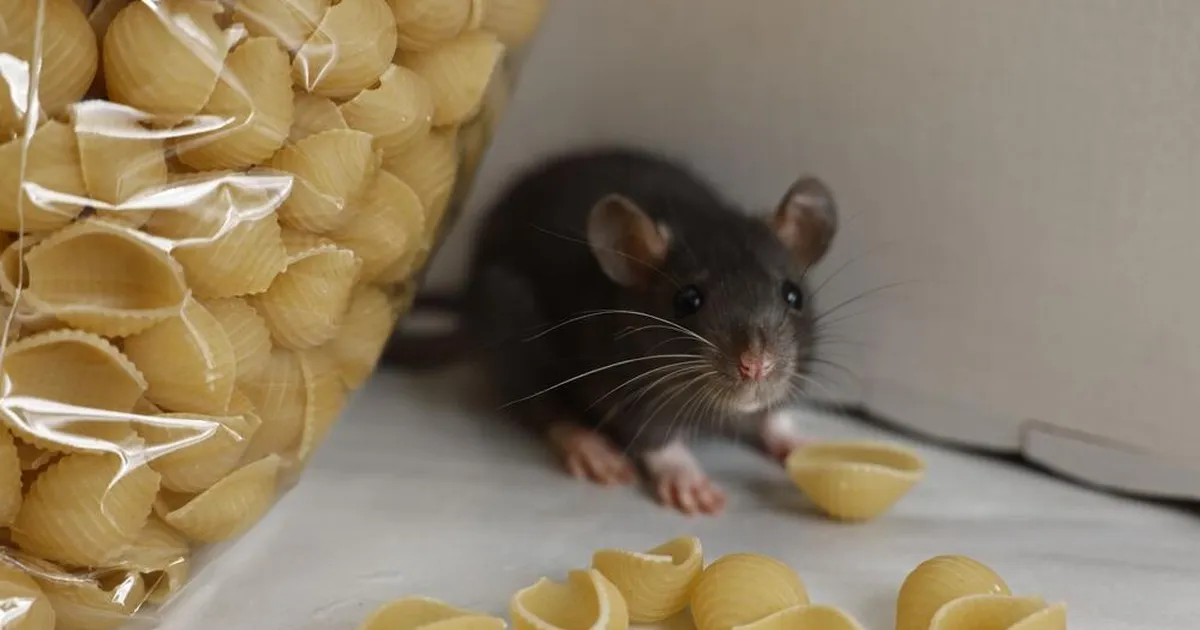 Rootsi teadlased leidsid viisi, kuidas närilised kodust igaveseks eemale peletada