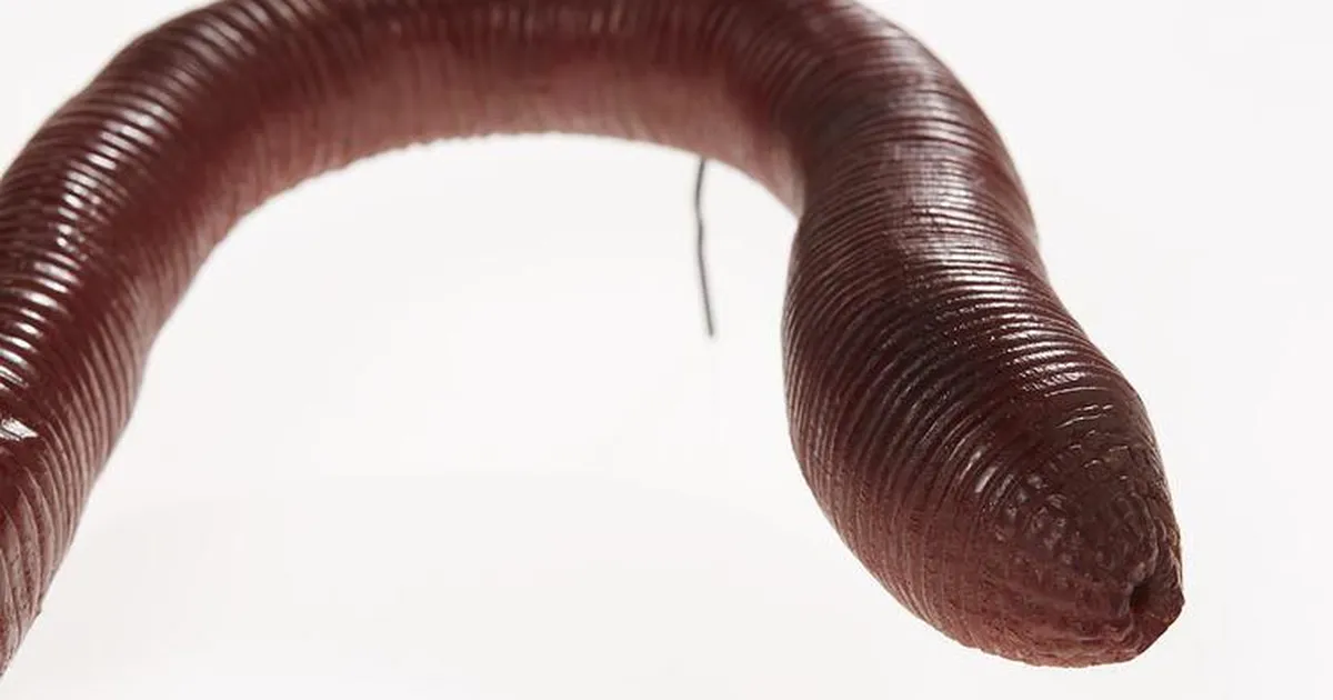 LISATUD VIDEO ⟩ See maailma suurim vihmauss on ikka üüratu – ja ta häälitseb