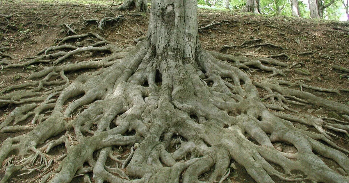 Puude juured peidavad süsinikku sügavamale, kui seni arvatud