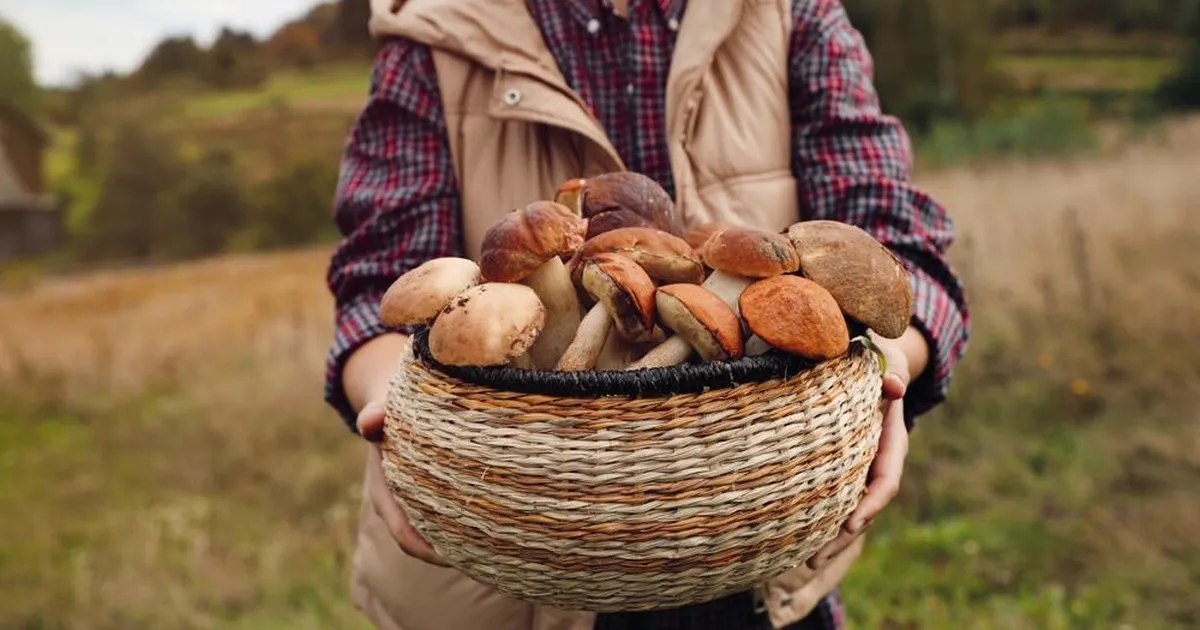 TÕELINE HARULDUS ⟩ Meiegi metsades kasvava seene eest maksti meeletu summa