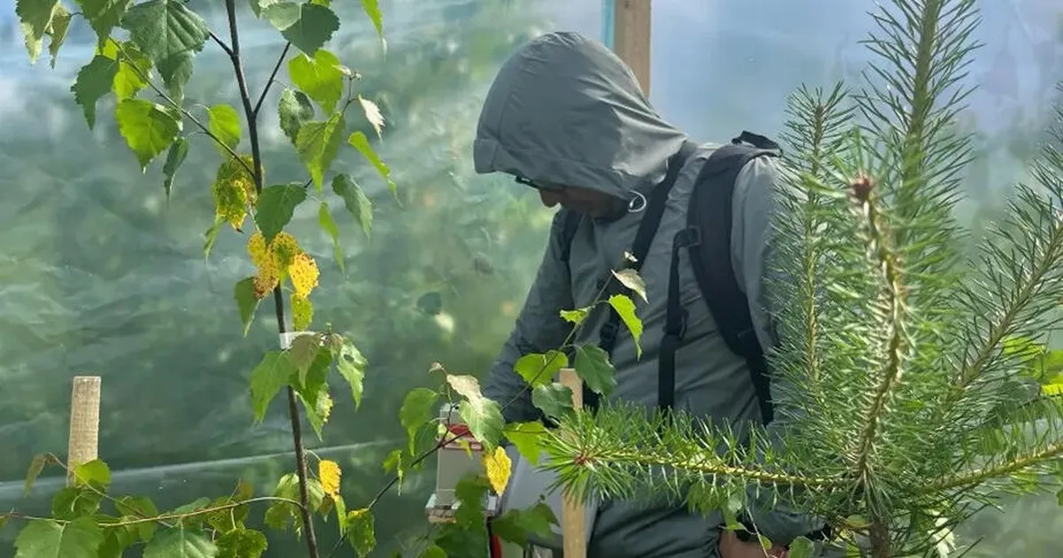 Teadlased ehitasid metsa kilekambrid, et uurida kuumalainete mõju puudele