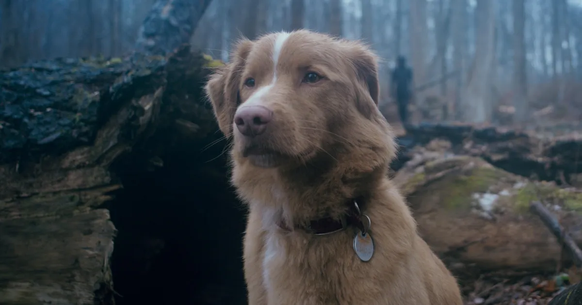 Tubli poiss tahab Oscarit! Koer pöördus filmiakadeemia poole avaliku kirjaga