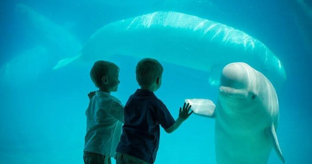 Kanada ettevõte võttis haruldased tegelased pantvangi – hetkel on nad veel elus