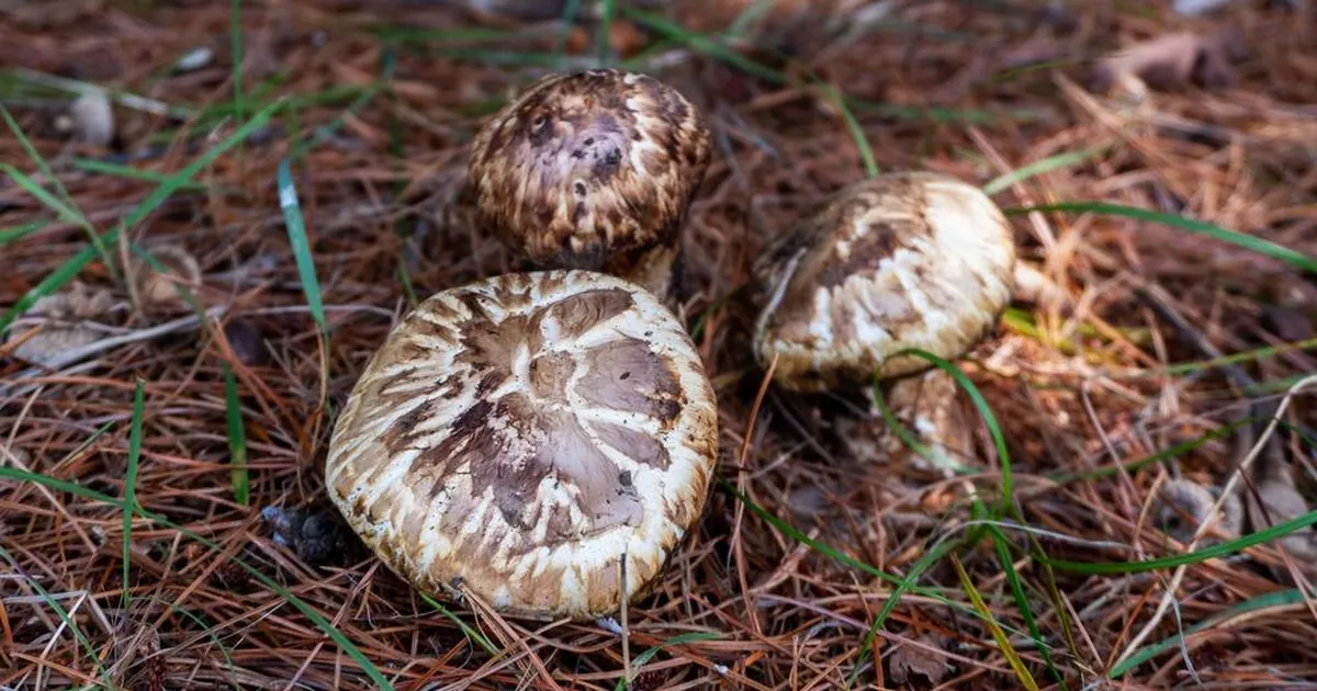 Jaapanis müüdi pea viie tuhande euro eest veerand kilo seeni, mis kasvavad Eestiski