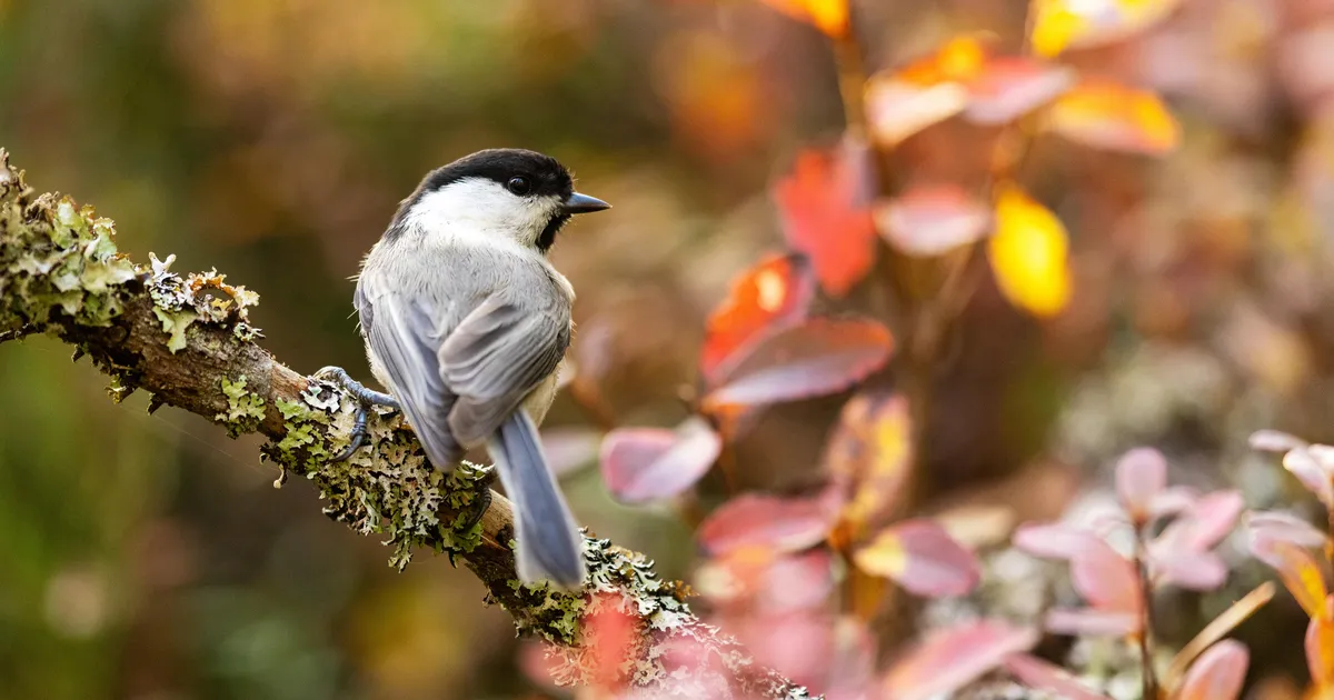 LOODUSVAATLUS ⟩ Pisilinnud koondusid segasalkadesse