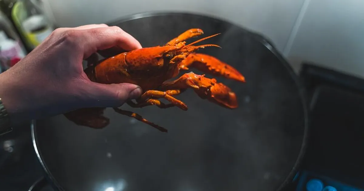 Televaatajad šokeeritud: kokasaadet «MasterChef Rootsi» süüdistatakse loomapiinamises