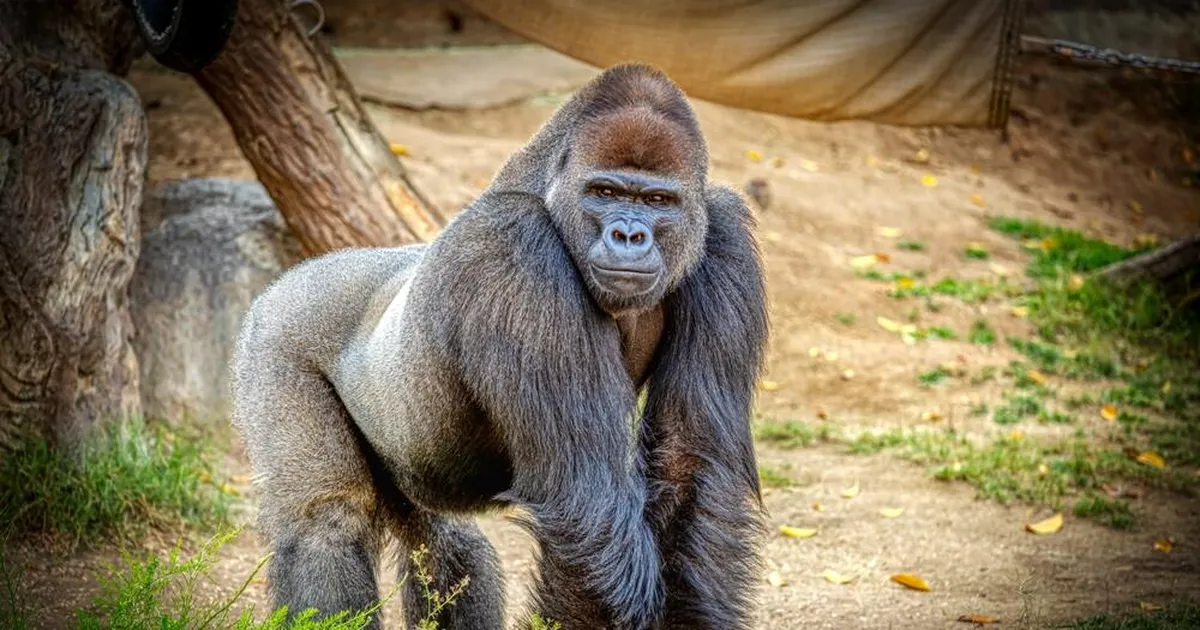 VIDEO ⟩ Noor gorilla lõi loomaaias klaasi puruks ja pani külastajad ehmuma