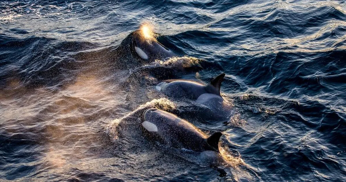 VIDEO ⟩ Mõõkvaalad ründasid Portugali ranniku lähistel jahtlaeva – perekond pääses napilt eluga