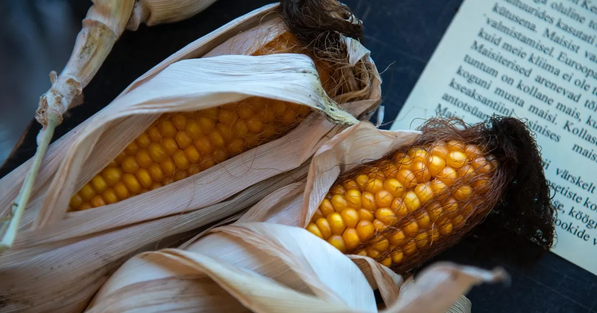 Tallinna botaanikaaed kutsub rännakule läbi maitsete maailma