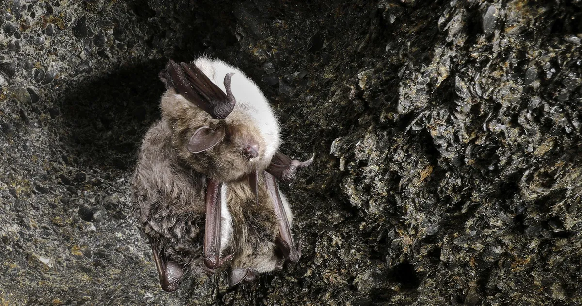 Nahkhiirte uurimise tänapäev: käepärasemad detektorid, raadiomajakad ja DNA